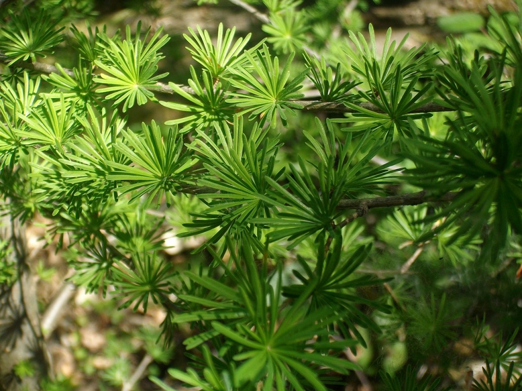 Arboretum de Saint-Michel